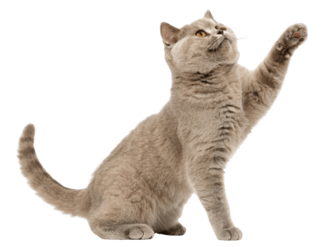 Playful British Shorthair cat reaches out with its paw, showcasing its charming personality and soft fur png