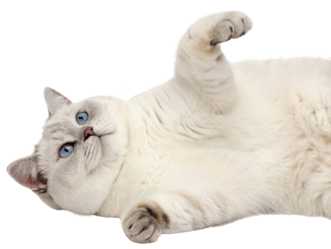 Playful British Shorthair cat with striking blue eyes lies comfortably on its back showcasing its soft fur and charming personality png