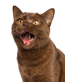 Playful British Shorthair cat with shiny coat and bright eyes expresses excitement and curiosity in this captivating image png