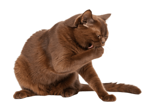 British Shorthair cat sits gracefully, grooming its fur with calm demeanor, showcasing its beautiful coat and playful spirit png