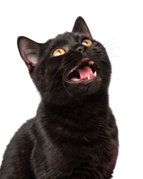 Playful black cat with bright yellow eyes looks up with joyful expression showcasing its charming personality and playful nature png