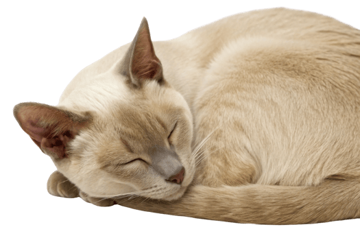 Peaceful burmese cat curls up comfortably, showcasing its soft fur and serene expression in cozy setting png
