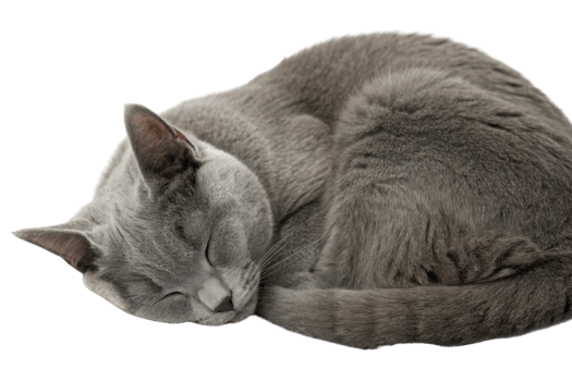 Peaceful chartreux cat curls up in cozy position, showcasing its soft gray fur and serene expression png