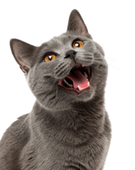 Joyful chartreux cat with striking orange eyes and playful expression, showcasing its charming personality and soft gray fur png