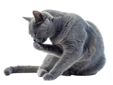 Graceful chartreux cat cleans its paw with calm demeanor showcasing its beautiful gray fur and elegant posture png