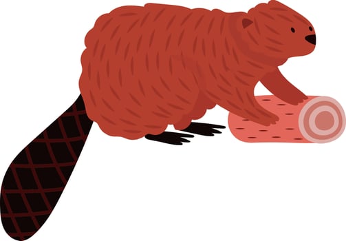 Red brown beaver holding wood log with paws and tail building dam cartoon illustration isolated on white background representing wildlife, nature, construction and Canadian fauna vector