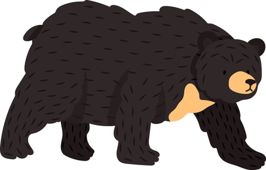 Asiatic black bear walking on four paws, displaying its characteristic furry coat and orange throat patch, a powerful and iconic symbol of Taiwanese wildlife vector