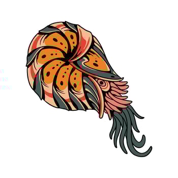 Colorful nautilus marine illustration vector