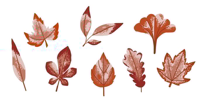 Set of brown dry autumn leaves of maple, chestnut, oak, birch in flat style. Fall foliage for herbarium vector