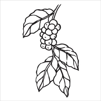 Branch with coffee fruits. Doodle style illustration vector