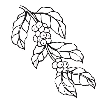 Branch with coffee fruits. Illustration in doodle style. vector