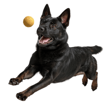 Playful Dog Catching Ball in Mid Air with Excited Expression and Energetic Pose png