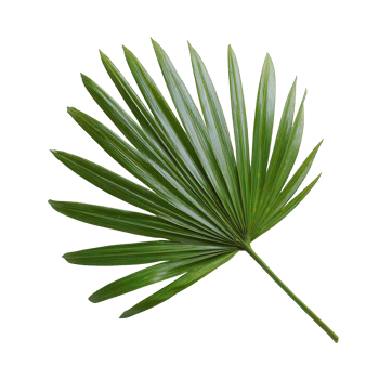 Green palm leaf isolated on transparency background with glossy texture and natural pattern png