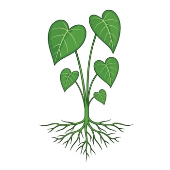 A green plant with roots and leaves vector