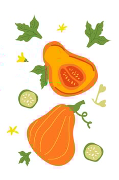 Colorful autumn harvest squash and pumpkin with leaves and flowers vector