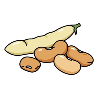 A cartoon drawing of a bean and a nut vector