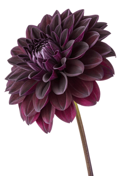 Velvety dark purple dahlia flower on slender stem, lush garden bloom isolated on transparent background png