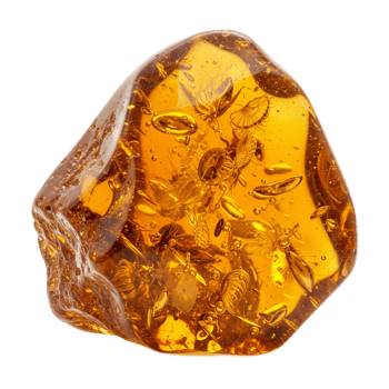 Amber fossil with insect inclusions preserved in time png