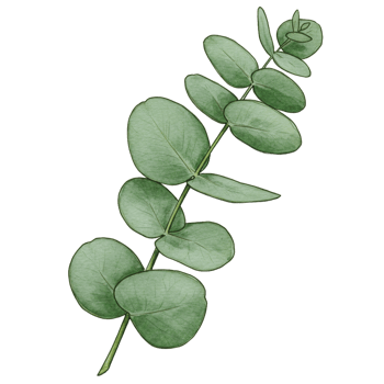 Botanical illustration of green leaf sprig against transparent background png