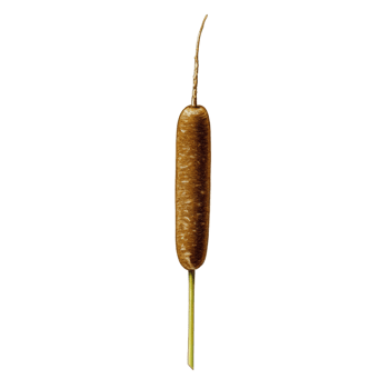 Cattail plant isolated against transparent background botanical illustration png