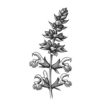 Detailed monochrome illustration of a blooming plant against a transparent background png