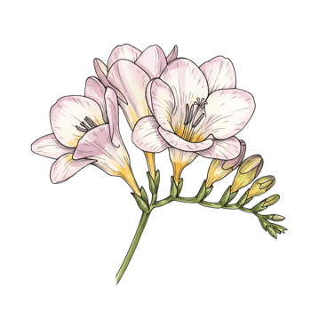 Elegant freesia flower illustration isolated on transparent background for graphic design and decoration png