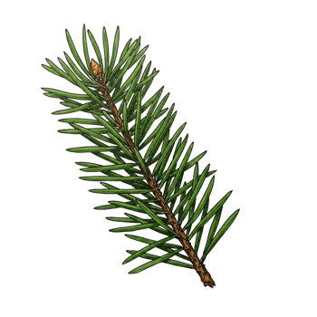 Evergreen sprig illustration isolated on transparent background forest nature png