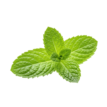 Fresh green mint leaf isolated against transparent background close up png