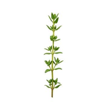 Fresh thyme herb sprig isolated on transparent background png