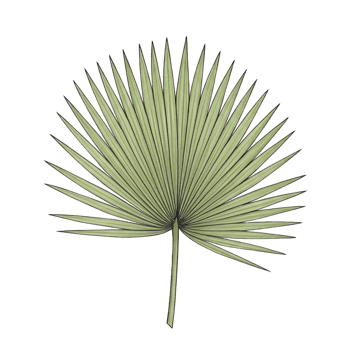 Isolated palm leaf illustration tropical botanical plant element png