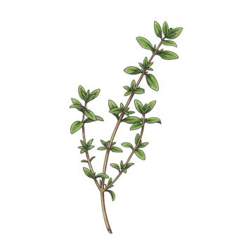 Isolated thyme herb botanical illustration on transparent background png