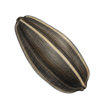 Isolated sunflower seed close up on transparent background food and agriculture concept png