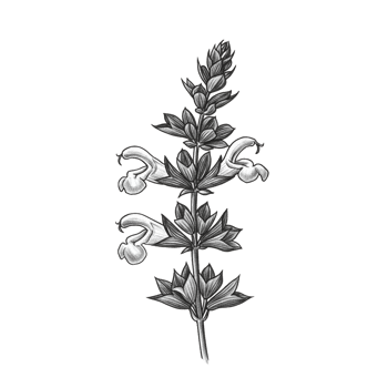 Monochrome botanical flower graphic illustration on transparent background png