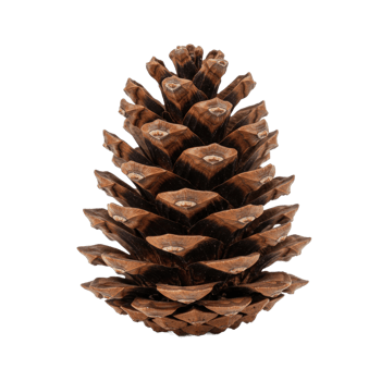 Pine cone close up isolated on transparent background natural texture png
