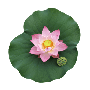 Pink lotus blossom on green leaf against transparent background overhead view png