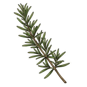 Rosemary sprig illustration culinary herb for cooking ingredient png
