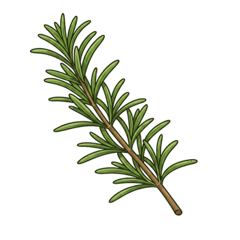 Rosemary sprig detailed illustration on transparent background culinary herb png