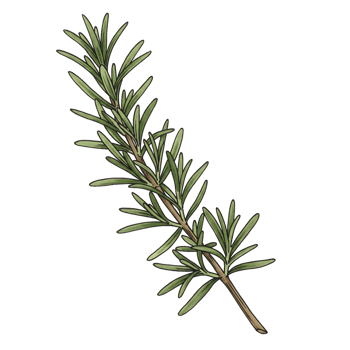 Rosemary sprig isolated on transparent background herbal culinary illustration png