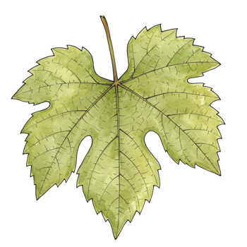 Single green vine leaf isolated on black watercolor illustration png