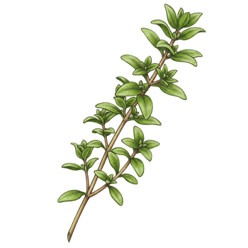 Thyme herb branch botanical illustration on transparent background png