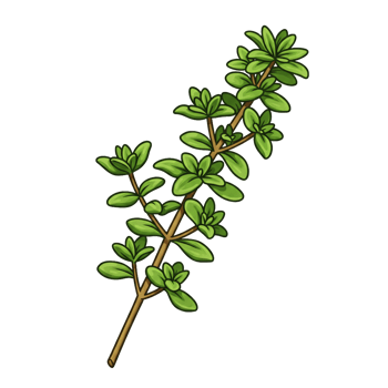 Thyme sprig botanical illustration herb ingredient isolated on black png