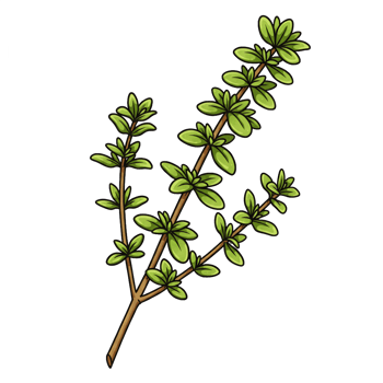 Thyme sprig herb isolated on transparent background illustration png
