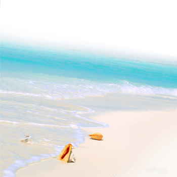 Seashells on a pristine beach with turquoise water, isolated on transparent background png