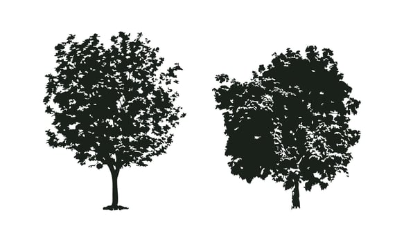 Lone Tree Silhouette in Black and White vector