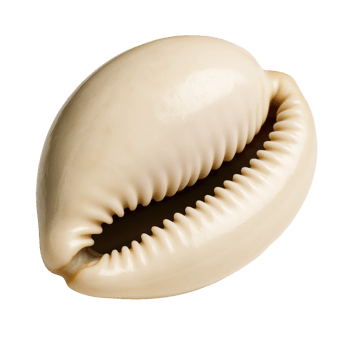 A single, smooth, creamy white cowrie shell showcasing its distinctive toothed aperture. Ideal for themes of ocean, beach, currency, or natural beauty. png