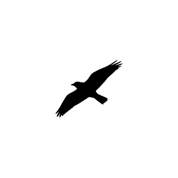 A black and white bird flying in the air png