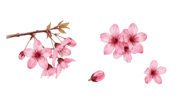 Exquisite cherry blossom petals delicately arranged on an isolated transparent backdrop, png