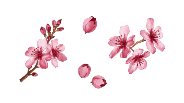 Elegant cherry blossom branches and buds with a delicate watercolor painting style isolated png