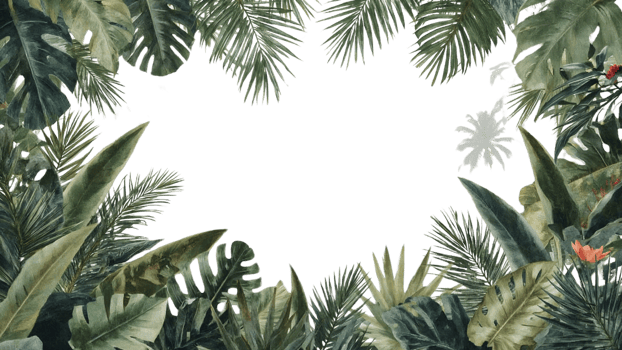 Exotic tropical foliage framing an isolated space, vibrant greenery and floral accents providing a png