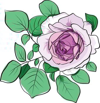 White and pink rose flower with green leaves vector